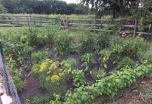 A man installed a camera on the site to find a vegetable thief, but suddenly fell in love with him