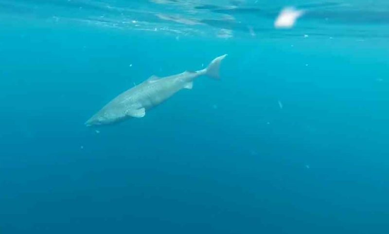 A shark that has been swimming in the sea for more than five centuries! Well preserved, isn't it?