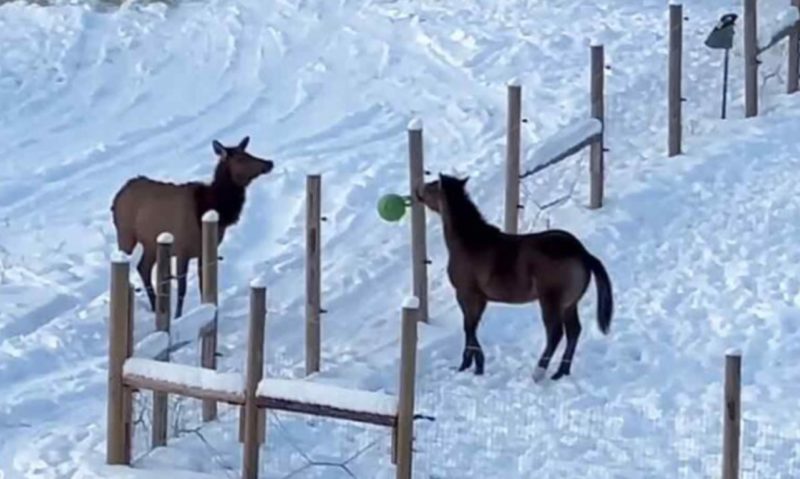 Not an ordinary baseball game! Just look at these fourlegged players