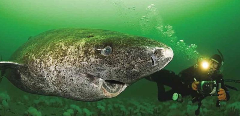 A shark that has been swimming in the sea for more than five centuries! Well preserved, isn't it?