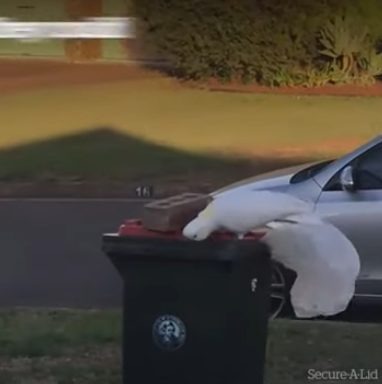 Cockatoos in cities learn new tactics to get food: how they do it! Continue reading to learn more