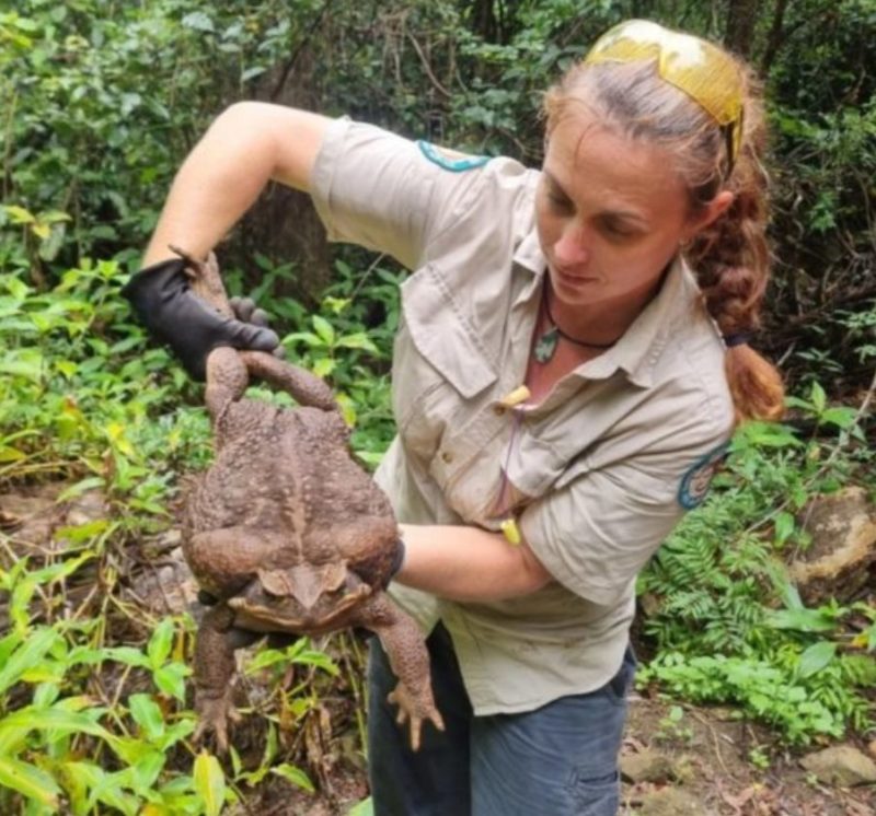The routine of Australia is a miracle for us! A toad whose size is amazing