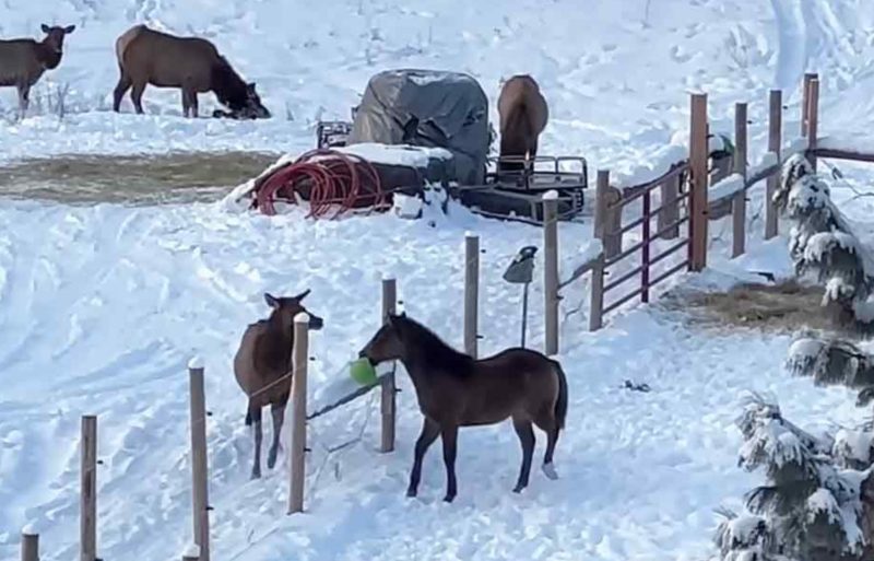 Not an ordinary baseball game! Just look at these fourlegged players