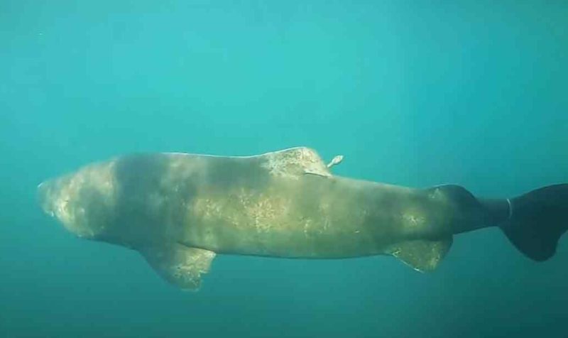 A shark that has been swimming in the sea for more than five centuries! Well preserved, isn't it?