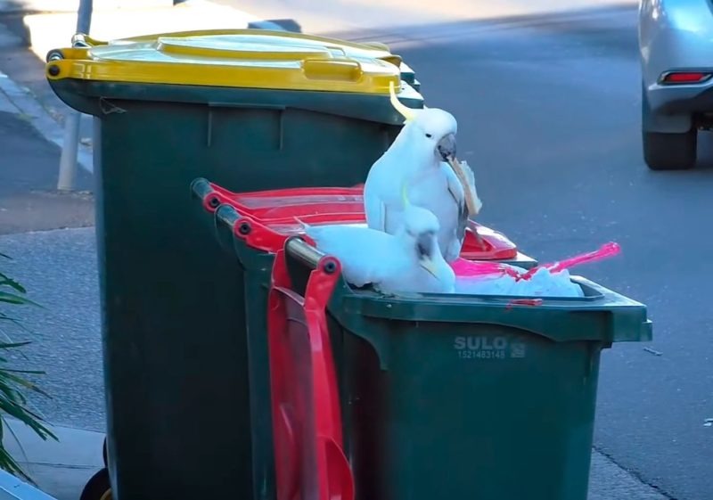 Cockatoos in cities learn new tactics to get food: how they do it! Continue reading to learn more