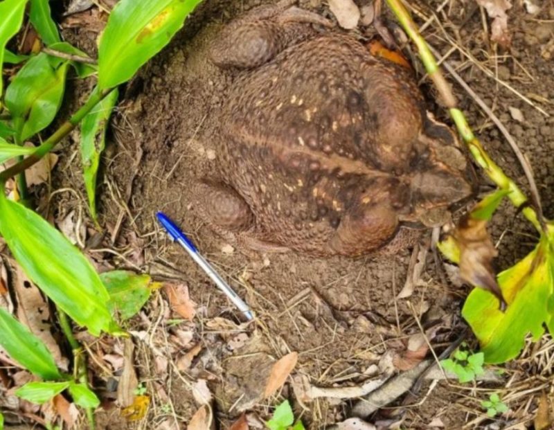 The routine of Australia is a miracle for us! A toad whose size is amazing
