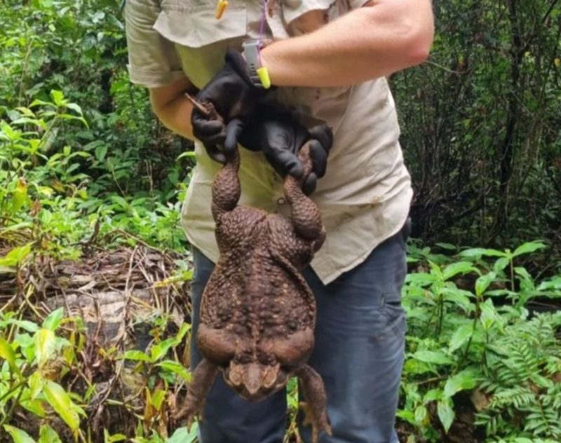 The routine of Australia is a miracle for us! A toad whose size is amazing