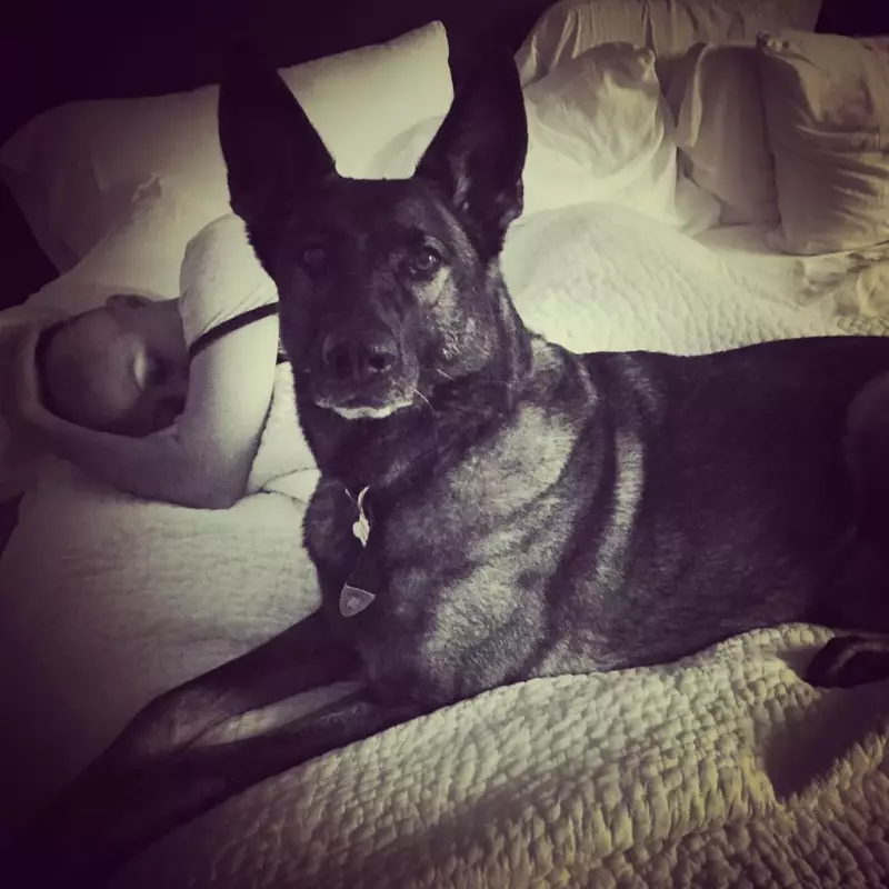 Here's Shannen's dog, who discovered her cancer before doctors