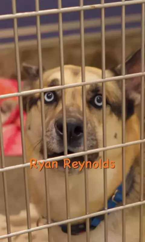 To honor the star's birthday and find them homes, rescuers renamed adoptable animals to Ryan Reynolds