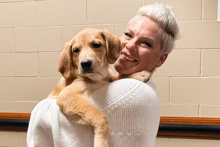 In the hopes of finding him a home before it's over, Pink fosters a puppy on tour