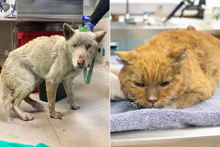 More than 300 pets, including cats and dogs Covered in Burns, are taken in by a Pasadena shelter after being displaced by fires in Los Angeles