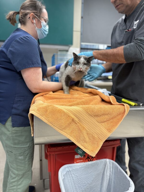 More than 300 pets, including cats and dogs Covered in Burns, are taken in by a Pasadena shelter after being displaced by fires in Los Angeles
