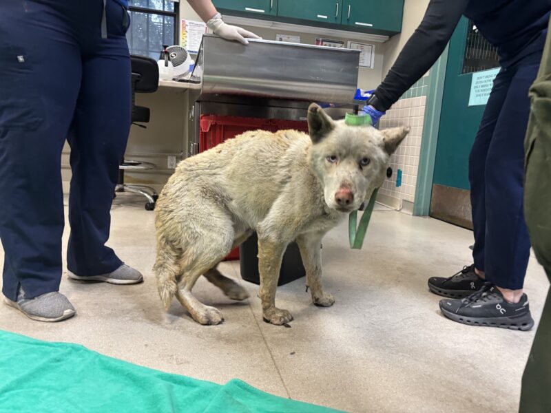More than 300 pets, including cats and dogs Covered in Burns, are taken in by a Pasadena shelter after being displaced by fires in Los Angeles